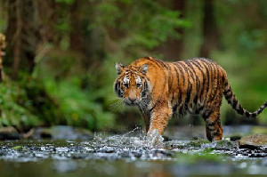 Rumor Harimau Bikin Pengelola Wisata Rugi, Ini Respon BKSDA Aceh