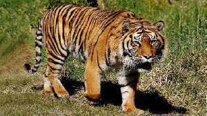 Kematian dan Kemunculan Harimau Sumatera di Hutan Aceh, Simak Datanya!