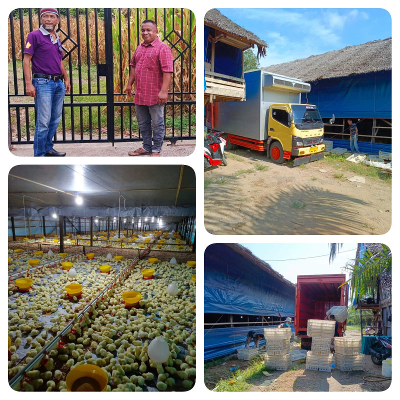 Mandiri Jaya Farm: Kisah Sukses Usaha Ternak Ayam Potong di Bireuen