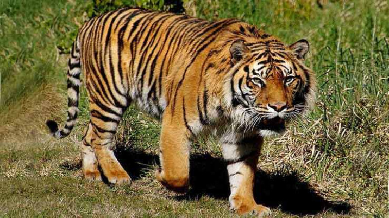 Kematian dan Kemunculan Harimau Sumatera di Hutan Aceh, Simak Datanya!