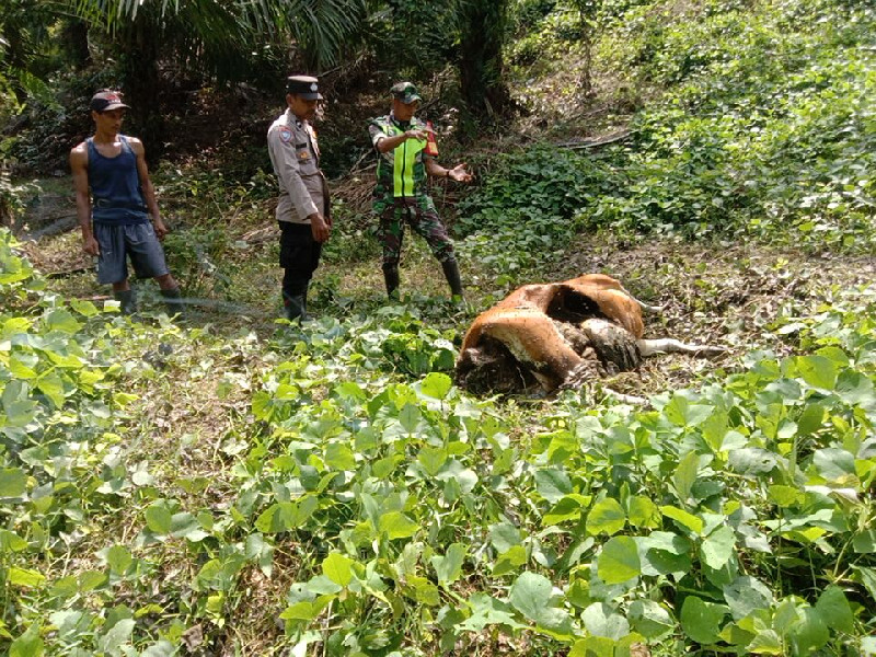 Seekor Sapi Milik Warga Banda Alam Aceh Timur Mati, Diduga Dimangsa Harimau