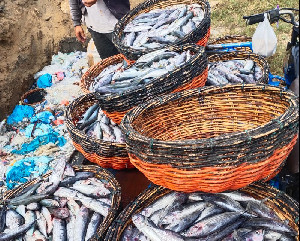 Akibat Kekurangan Cold Storage, Nelayan di PPS Lampulo Terpaksa Buang Hasil Tangkapan