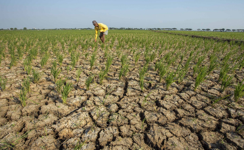 Diprediksi 2050 Terjadi Kekeringan, 500 Juta Petani Kena Imbas