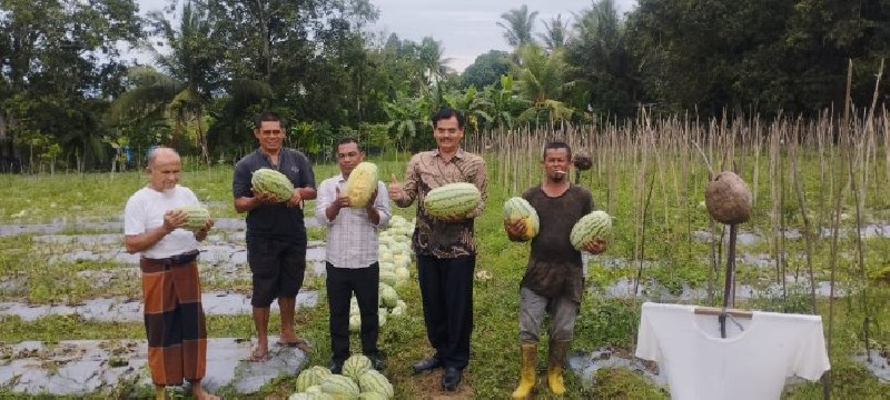 Kadis Pertanian Aceh Besar Panen Semangka Bersama Kelompok Tani Ingin Sejahtera Montasik