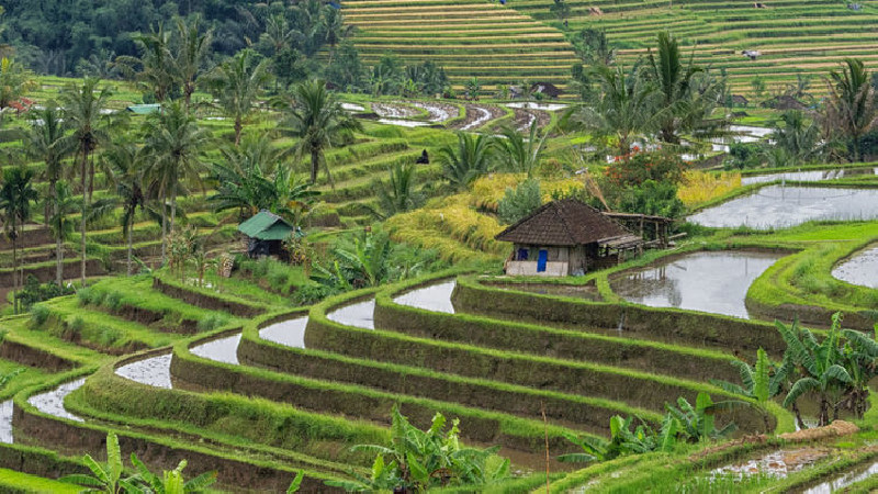UNESCO dan Pemerintah Indonesia Komitmen Pertahankan Kelestarian Subak sebagai Warisan Budaya Dunia