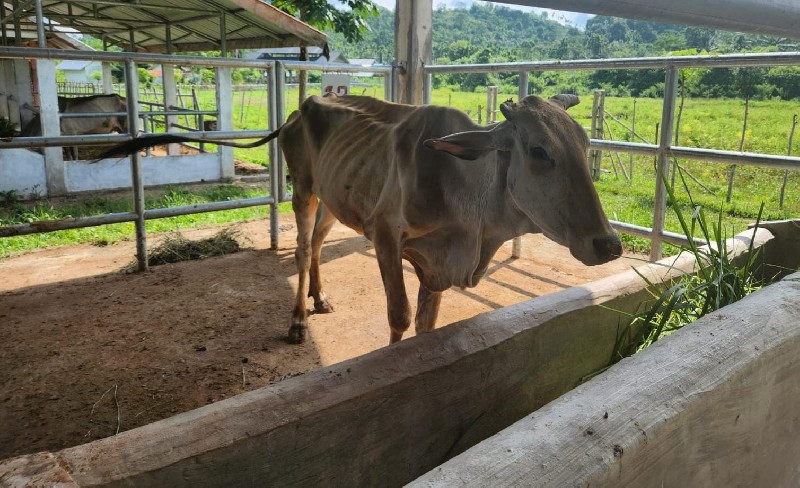 Memprihatinkan! Kondisi Lembu Bantuan Direktorat Jenderal Peternakan di Ranto Panyang Juli
