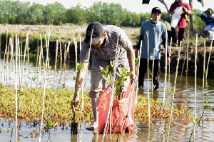 Anak Muda Aceh Tanam Mangrove di Hari Lingkungan Sedunia 2024