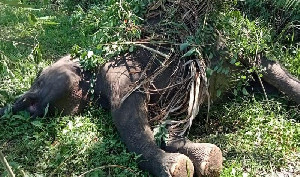 Gajah Sumatra Ditemukan Mati di Karang Ampar, Diduga Tersengat Listrik