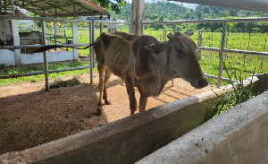 Memprihatinkan! Kondisi Lembu Bantuan Direktorat Jenderal Peternakan di Ranto Panyang Juli