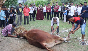 Polda Aceh Gelar Kurban 21 Ekor Sapi dan 9 Ekor Kambing