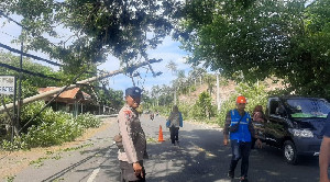 Pohon Besar Tumbang di Pinggir Jalan Krueng Raya, Patahkan 5 Tiang Listrik