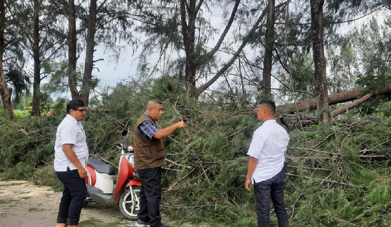 BPBD Banda Aceh: Angin Kencang, Waspada Pohon Tumbang