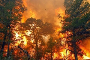 Sambaran Petir Diduga Penyebab Kebakaran Hutan, Hancurkan 1.400 Bangunan di New Mexico