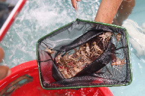 Jaga Keberlanjutan, KKP Kawal Implementasi Pengelolaan Lobster