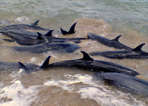 112 Lumba-lumba Berhasil Kembali ke Laut Usai Terdampar di Perairan Cape Cod