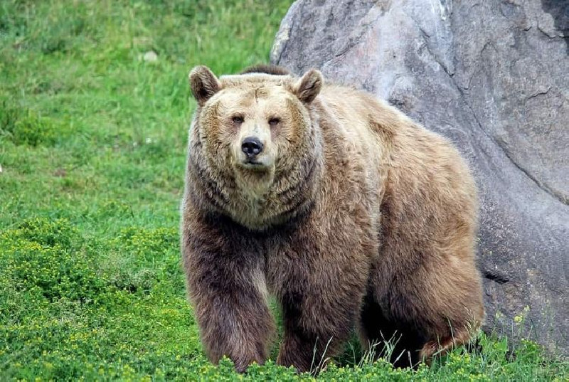 Diserang saat Petik Buah Beri, Seorang Lansia Bunuh Beruang Grizzly