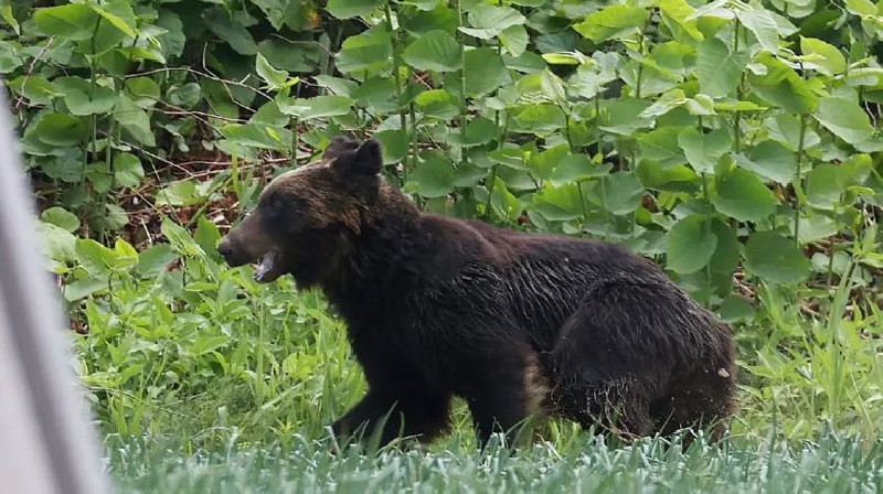 Serangan Meningkat, Jepang Berencana Revisi UU Permudah Tembak Beruang di Pemukiman