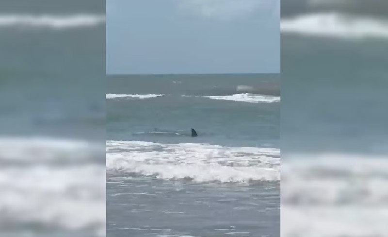 Sejumlah Serangan Hiu Dilaporkan di Pulau Padre Selatan, 4 Orang Terluka