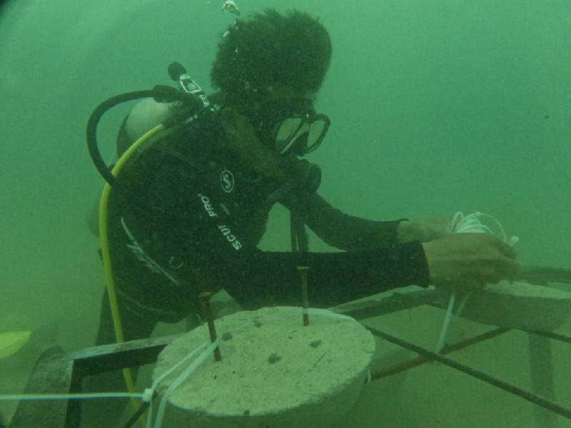 Ekspedisi Pulau Gosong Abdya, UKM SDC UTU Lakukan Transplantasi Terumbu Karang