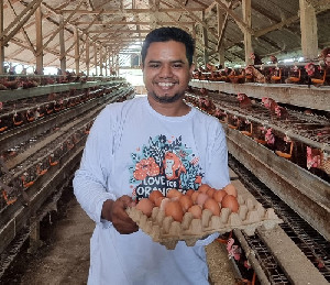 Edi Kandang, Peternakan Ayam Petelur yang Mengubah Wajah Ketahanan Pangan di Aceh