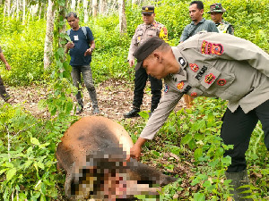 Sapi Petani Dimangsa Harimau di Aceh Timur