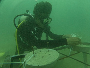 Ekspedisi Pulau Gosong Abdya, UKM SDC UTU Lakukan Transplantasi Terumbu Karang