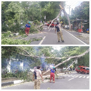 Angin Kencang Landa Aceh Besar, Pohon Tumbang di Jalan Menuju Bandara SIM