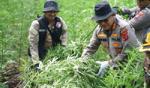 BNN Musnahkan 10.000 Batang Ganja di Aceh Besar