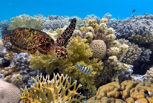 Suhu Laut Memanas, Great Barrier Reef Terancam