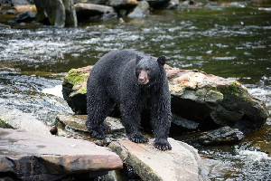 Beruang Hitam Serang Balita di Tenda Perkemahan Montana