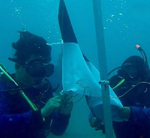 Merah Putih Berkibar di Dasar Laut Perairan Aceh Besar