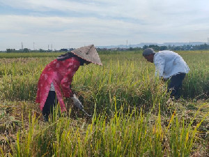 Harga Gabah Kering Rp7000/Kg, Petani Aceh Besar Antusias Lakukan Panen Raya