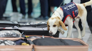 Korea Selatan Kerahkan Anjing Pelacak Kutu Busuk di Bandara Incheon