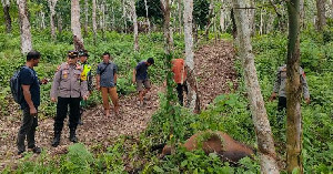 Sapi Warga Diduga Dimangsa Harimau, Kapolsek Indra Makmu Imbau Warga Waspada