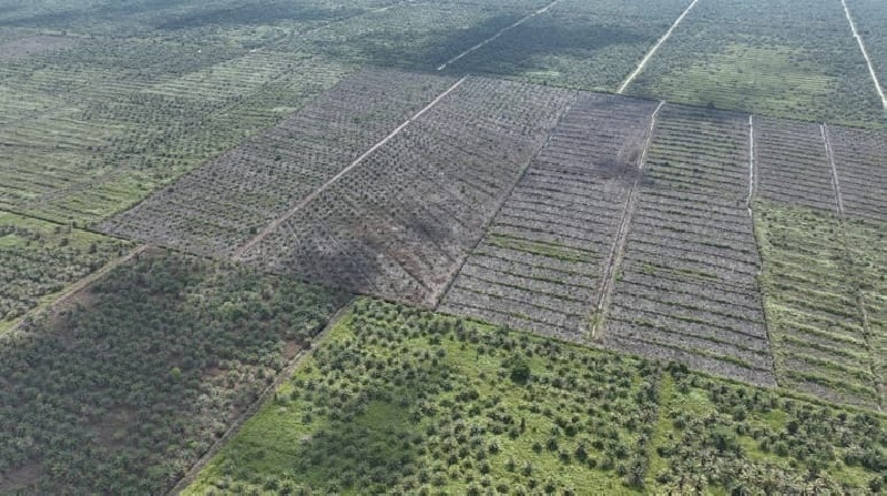 Pembukaan Lahan di Gambut Tripa Berlanjut, Ratusan Hektar Hutan Hilang