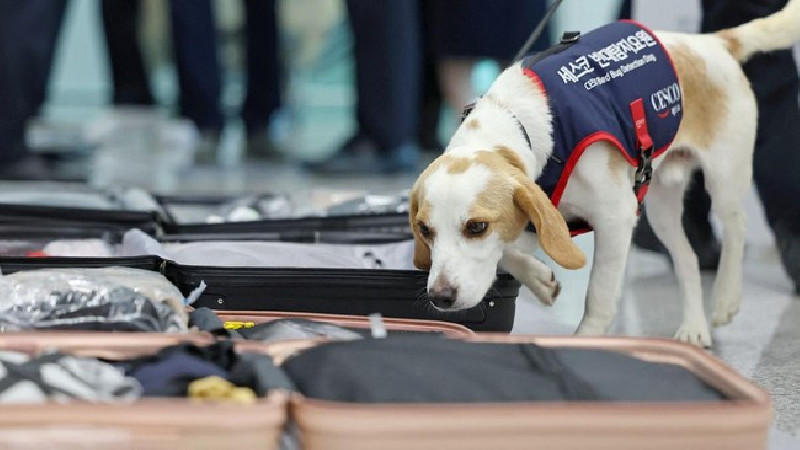 Korea Selatan Kerahkan Anjing Pelacak Kutu Busuk di Bandara Incheon