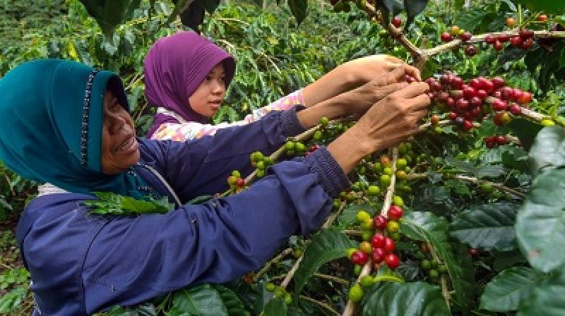 Puncak Festival Panen Kopi 2024 akan Dihelat di Delung Tue Bener Meriah