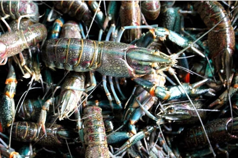 Lobster Danau Lut Tawar Jadi Nilai Ekonomis di Takengon