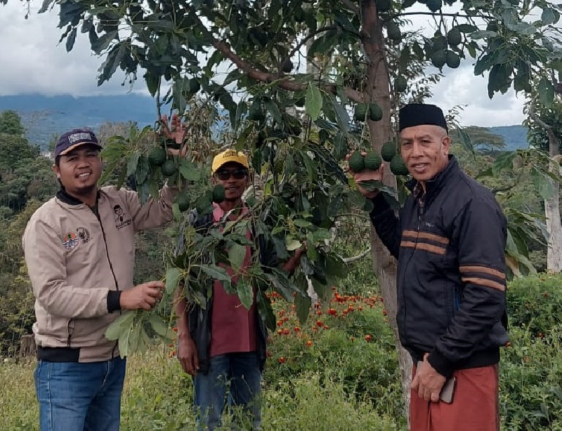 KAG Bener Meriah Jadi Pilot Project Budidaya Alpukat Hass