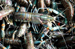 Lobster Danau Lut Tawar Jadi Nilai Ekonomis di Takengon