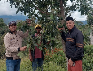 KAG Bener Meriah Jadi Pilot Project Budidaya Alpukat Hass