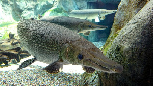 Ikan Alligator Gar Tidak Boleh Dipelihara di Indonesia, Ini Penjelasan KKP