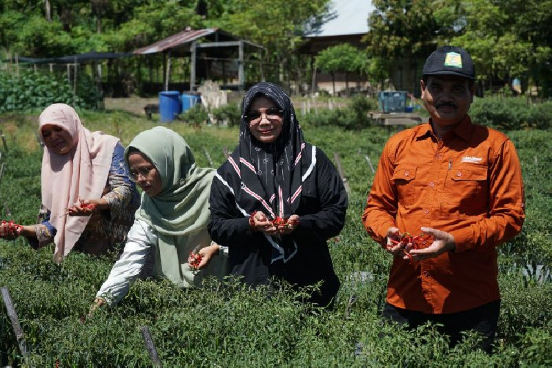 Tekan Laju Inflasi, Distan Aceh Besar Dampingi Petani Budidaya Tanaman Holtikultura