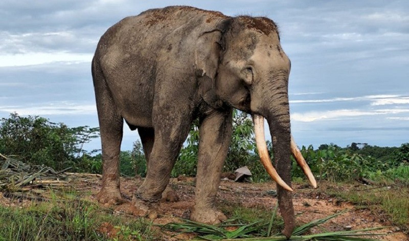 Tim Gabungan Pasang GPS Collar pada Kawanan Gajah Liar