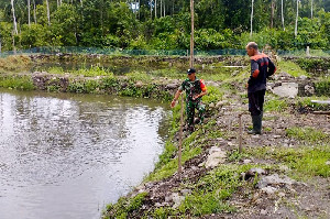 Dorong Semangat Demi Hasil Berkualitas, Babinsa Lamtamot Bantu Peternak Ikan Lele