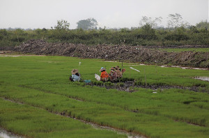 Program Cetak Sawah 3 Juta Hektare, Solusi Menuju Swasembada Pangan