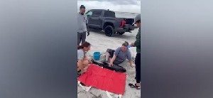 Paus Sperma Kerdil Terdampar di Pantai Florida dengan Kantong Plastik di Perutnya