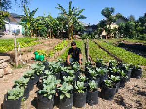 BPP Simpang Tiga Aceh Besar Studi Pemanfaatan Pekarangan Rumah untuk Sayur Organik