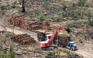 Deforestasi: 6,37 Juta Hektare Hutan di Dunia Hilang Tahun 2023