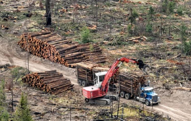 Deforestasi: 6,37 Juta Hektare Hutan di Dunia Hilang Tahun 2023